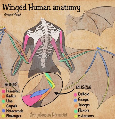 Having winglike parts. Things To Know About Having winglike parts. 